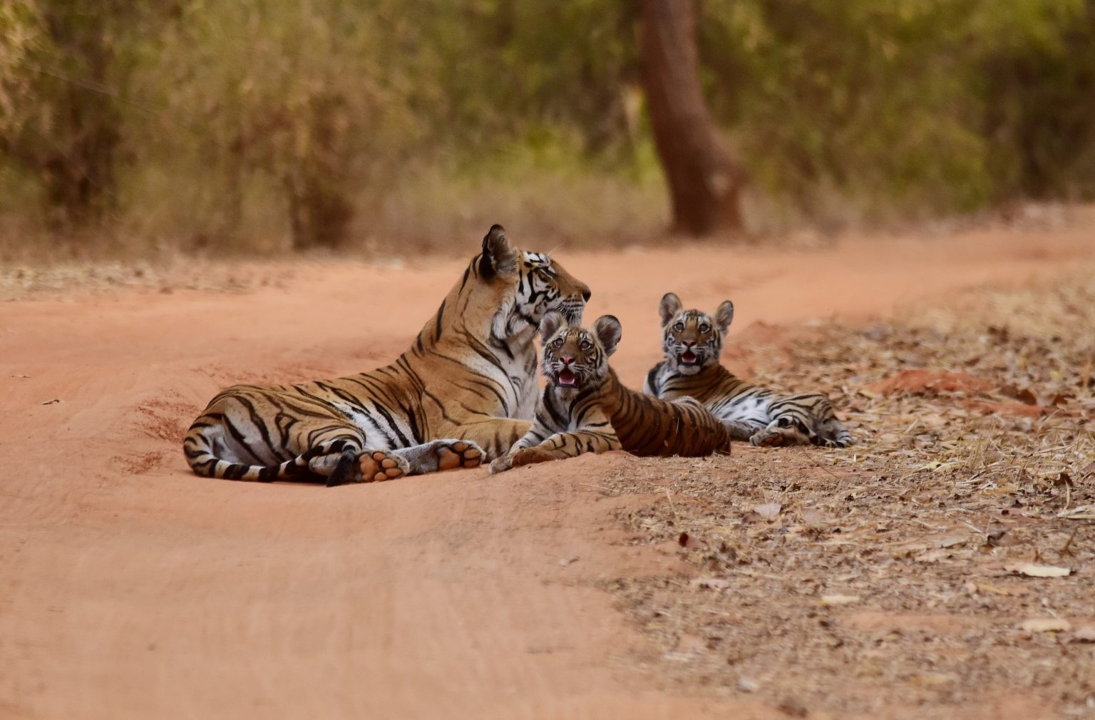 Tiger-Family-Bandhavgarh-Jungle-Safari-Tern-Travellers-9