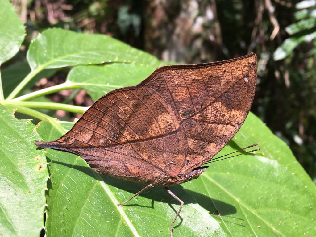 Dead-Leaf-Butterfly-on-leaf
