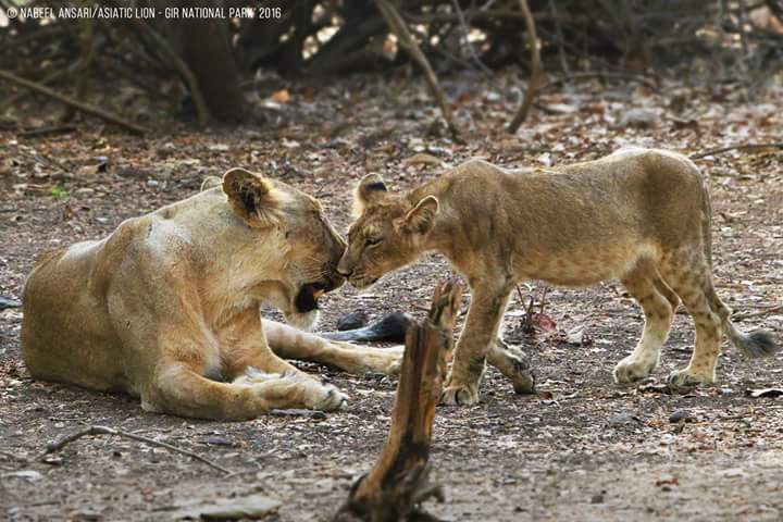 Lion-and-lioness-gir-national-park-safari