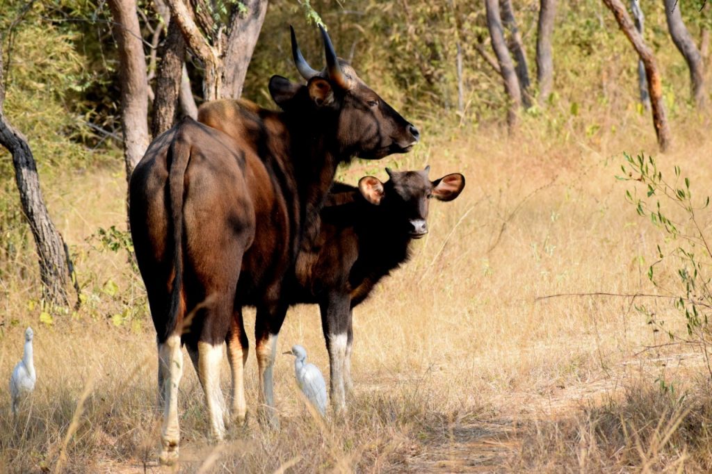 Tadoba-Jungle-Safari-Tern-Travellers-6