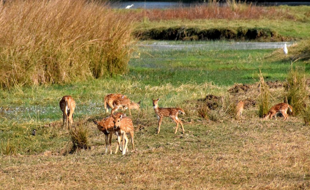 Spotted-deer-Tadoba-Jungle-Safari-Tern-Travellers-5
