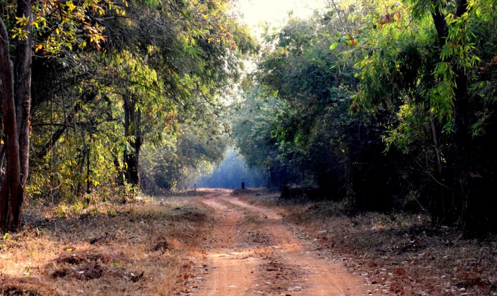 Forest-trail-Tadoba-Jungle-Safari-Tern-Travellers