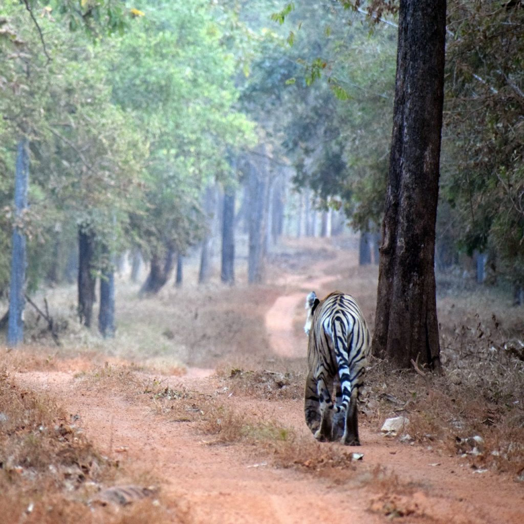 Tadoba-Jungle-Safari-Tern-Travellers-13