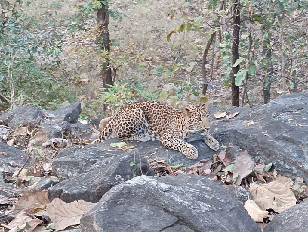 Leopard-Safari-Tern-Travellers