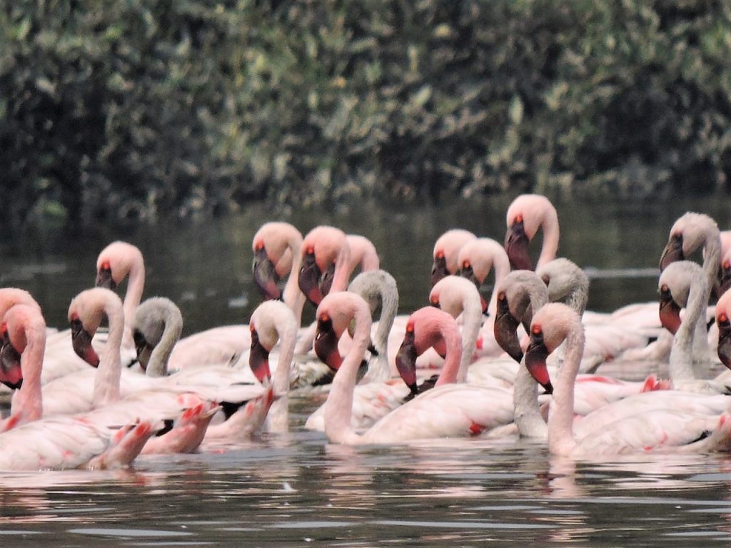 flamingo boat safari booking