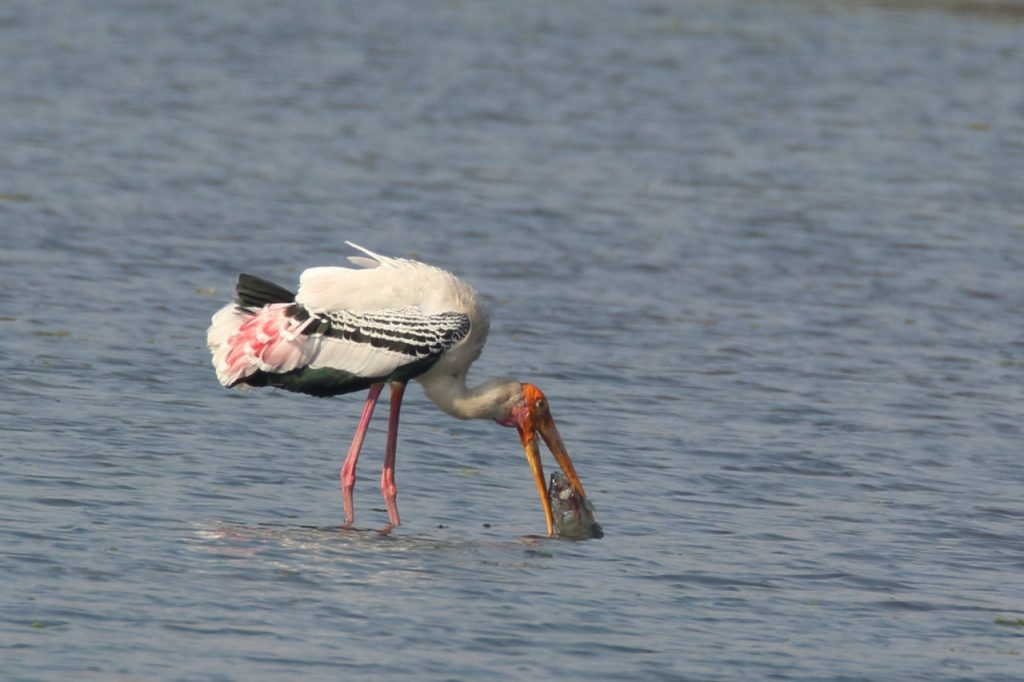 Painted-Stork-with-Fish-in-bill-swimming-in-water