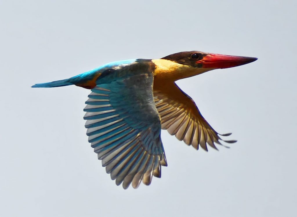 White-throated-Kingfisher-flying