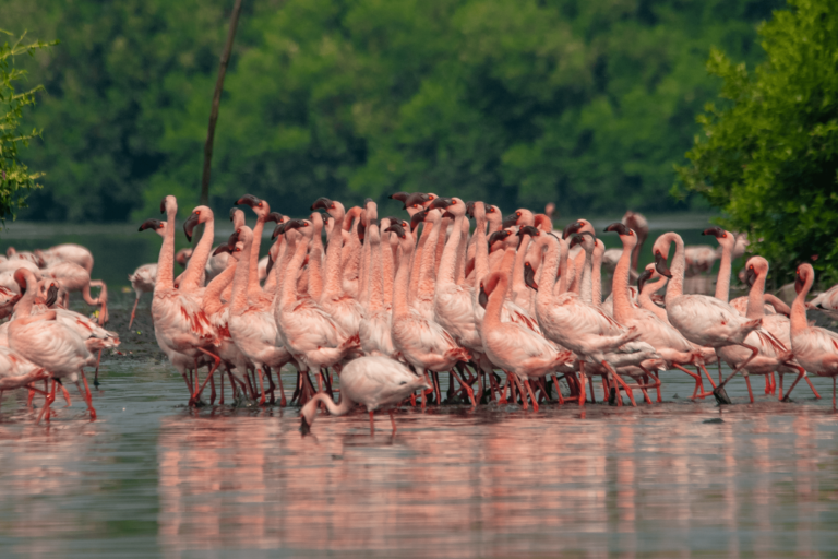 flamingo-boat-safari-mumbai