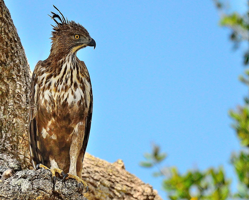 changeable-hawk-eagle