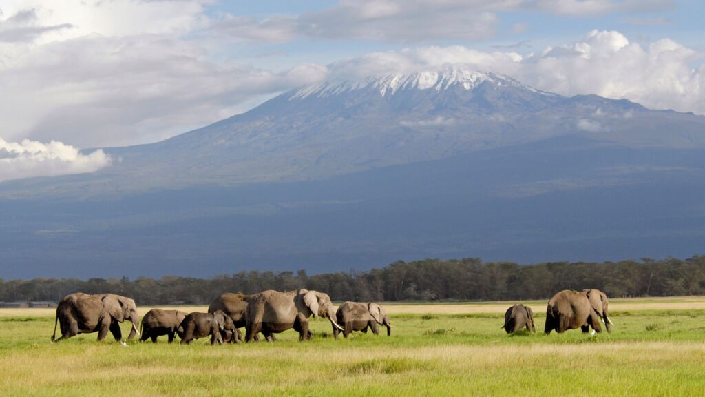 African-elephant-kenya-kilimanjaro