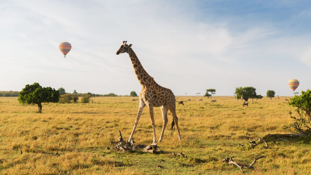hot-air-balloon-giraffes-masai-mara-savannahs