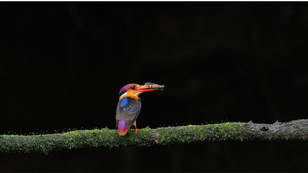 karnala-bird-watching-trip