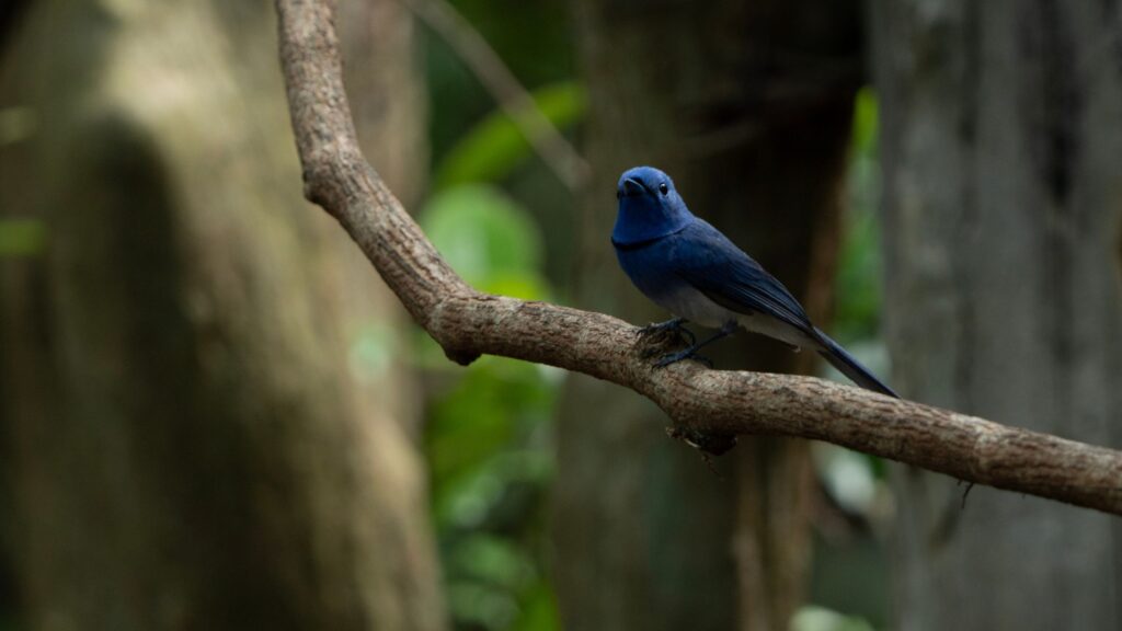 black-naped-monarch-flycatcher