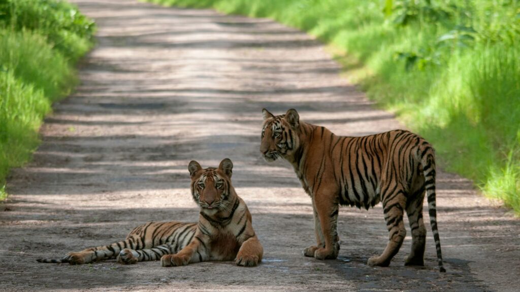 tadoba-tiger-reserve