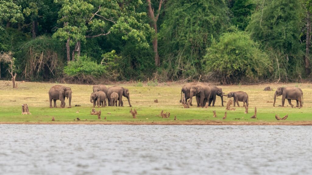 herd-elephants-kabini