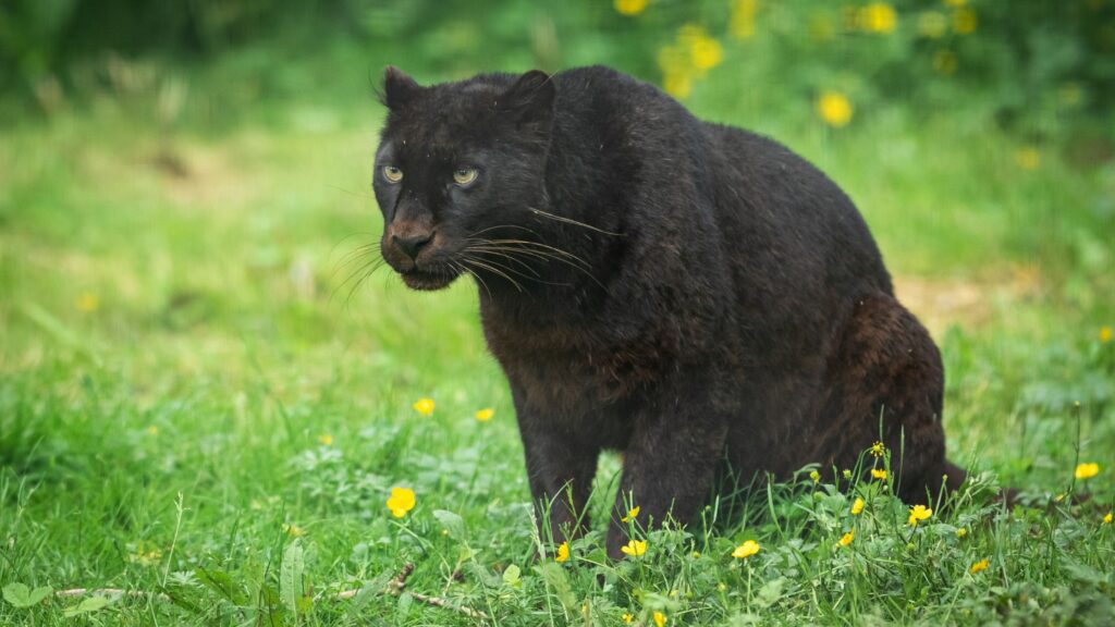 black-leopard