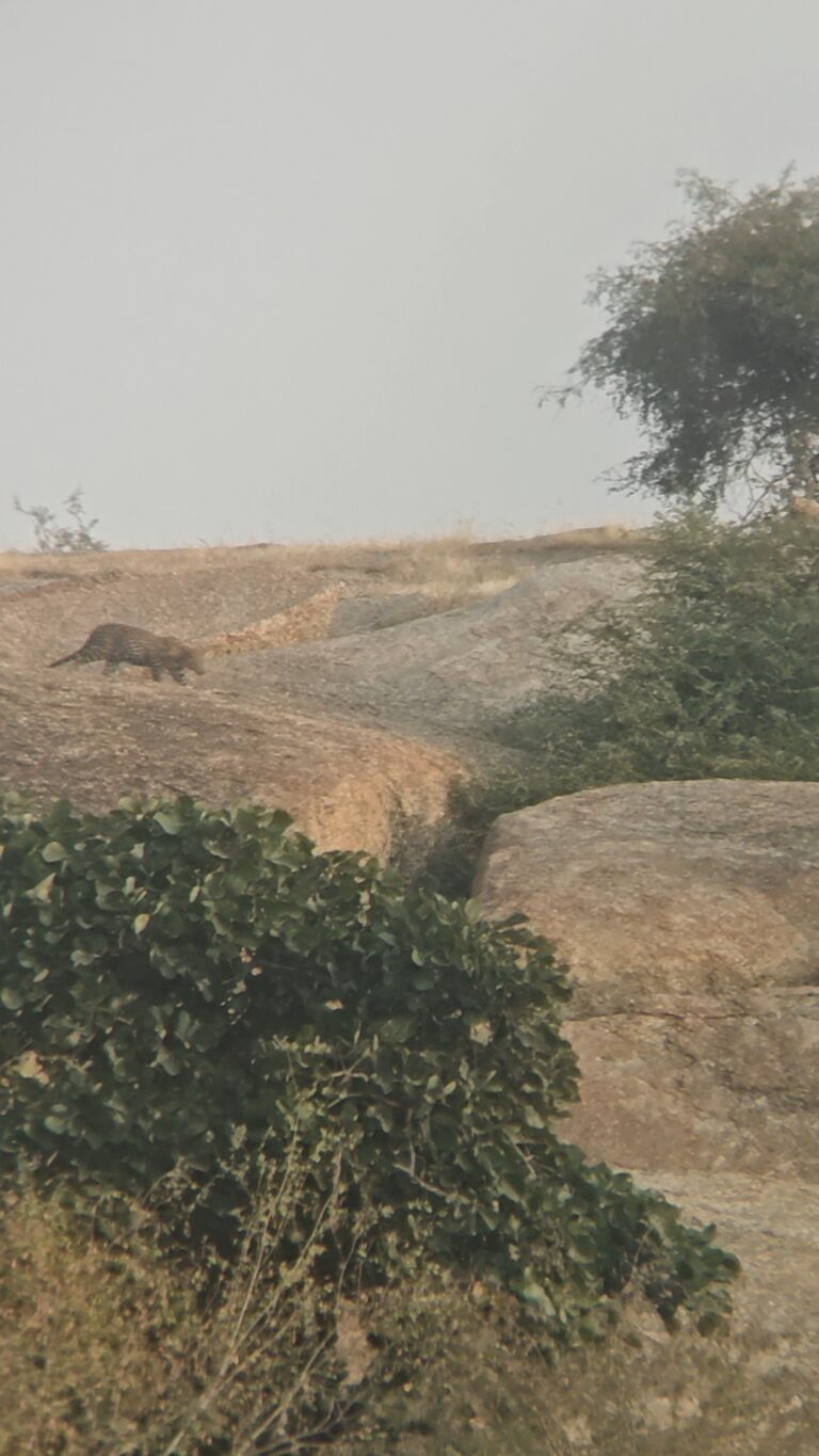 oplus_32-2 jawai-leopard-safari