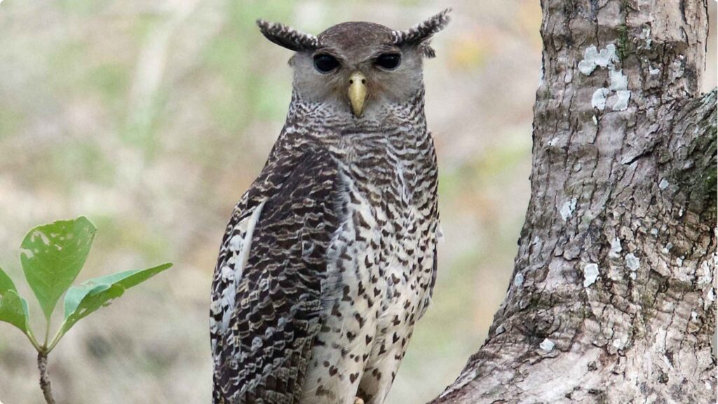 Spot-bellied-Eagle-Owl-perched-on-a-tree-branch