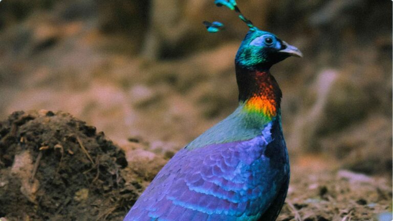 Himalayan-Monal-in-a-forest-habitat