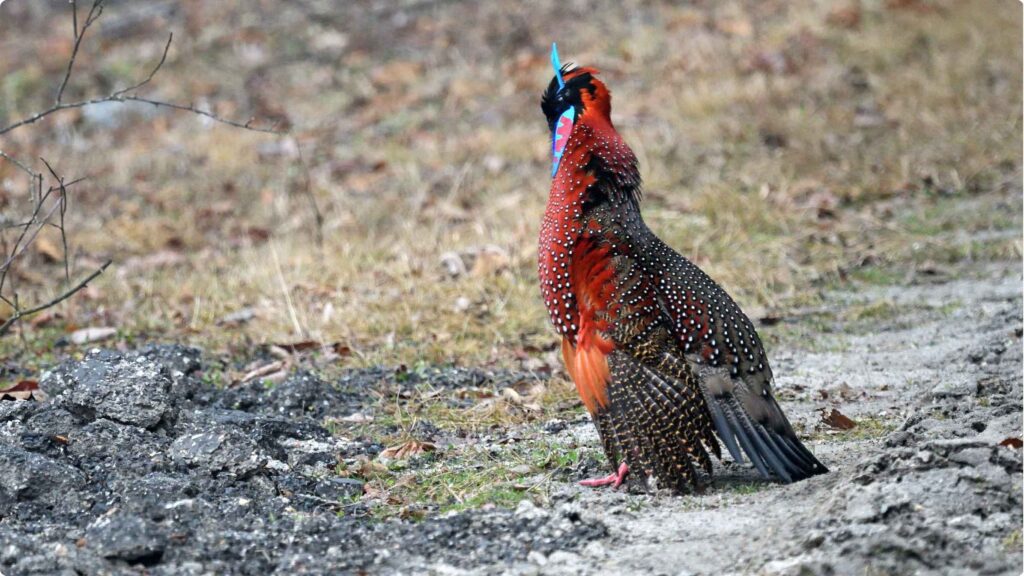 Satyr-Tragopan-foraging-on-the-forest-ground