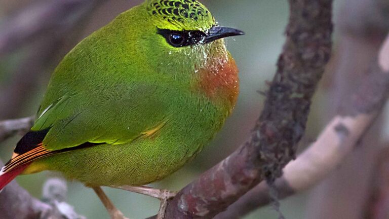 Fire-tailed-Myzornis-perched-on-a-tree-branch