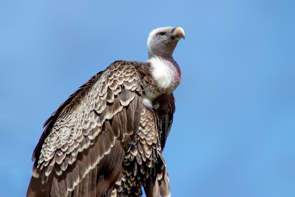 A-Close-Up-Shot-of-a-proud-Indian-Vulture