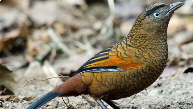 Blue-winged-Laughingthrush-foraging-on-the-forest-ground