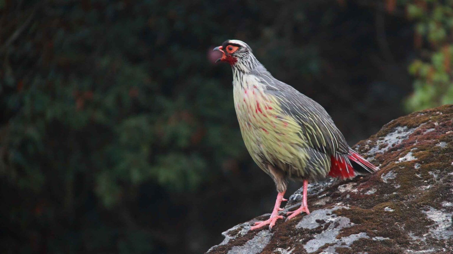 Blood-Pheasant-on-a-moss-covered-rock