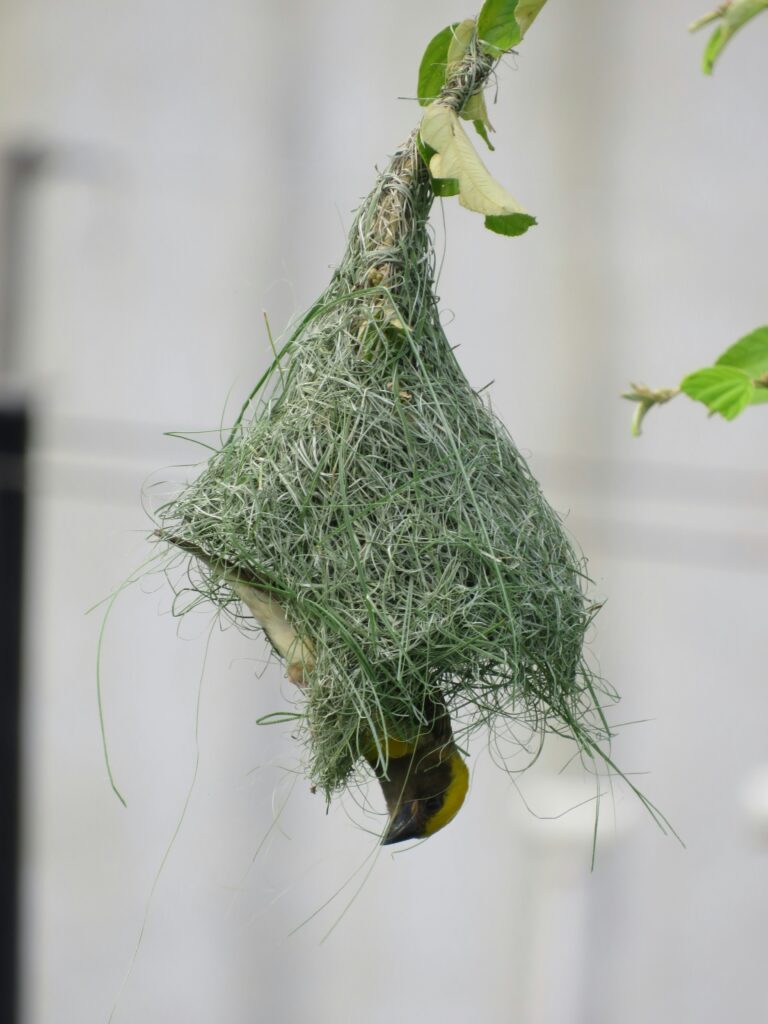 Baya-Weaver-hanging-on-its-nest