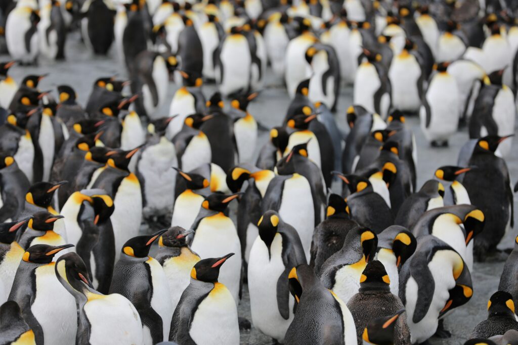 Colony-of-Emperor-Penguin-in-Antarctica