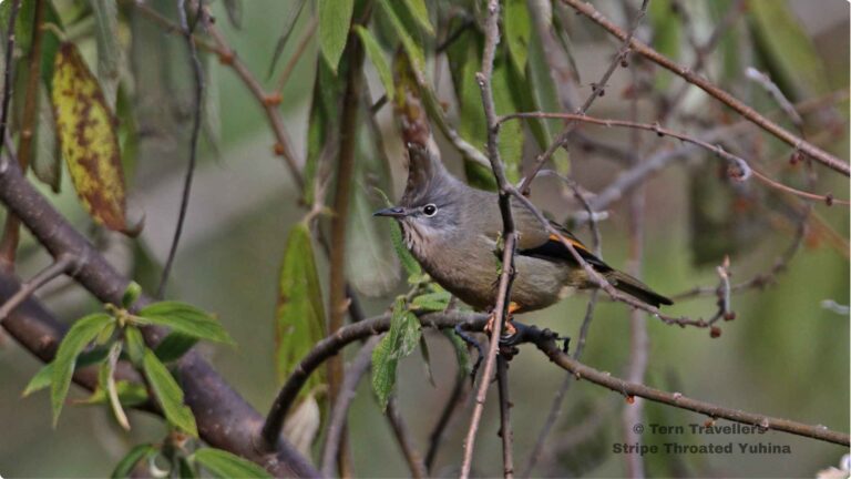 eaglenest-wildlife-sanctuary-birding-trip