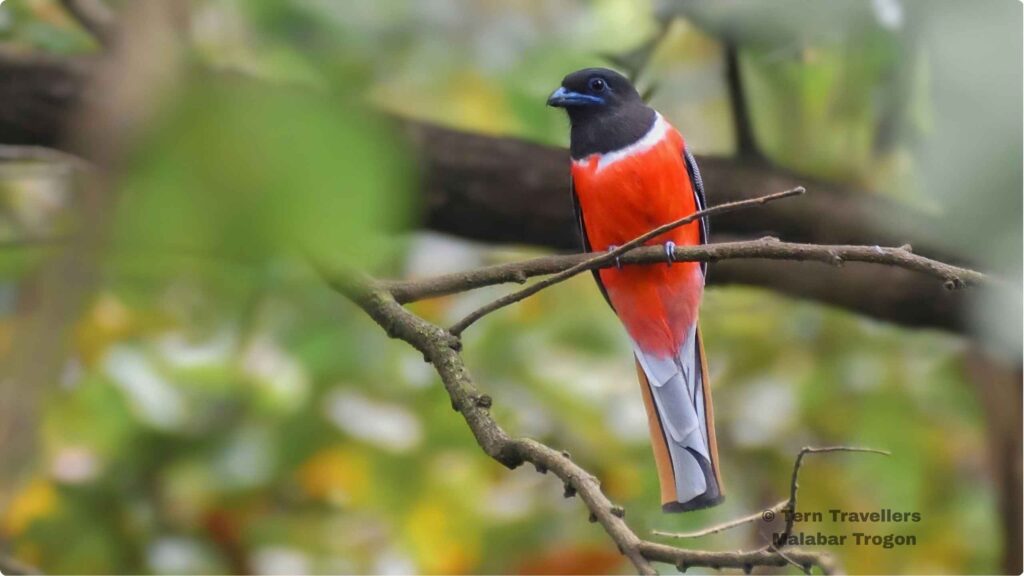 Malabar-Tragon-south-india-birding-tour-tern-travellers