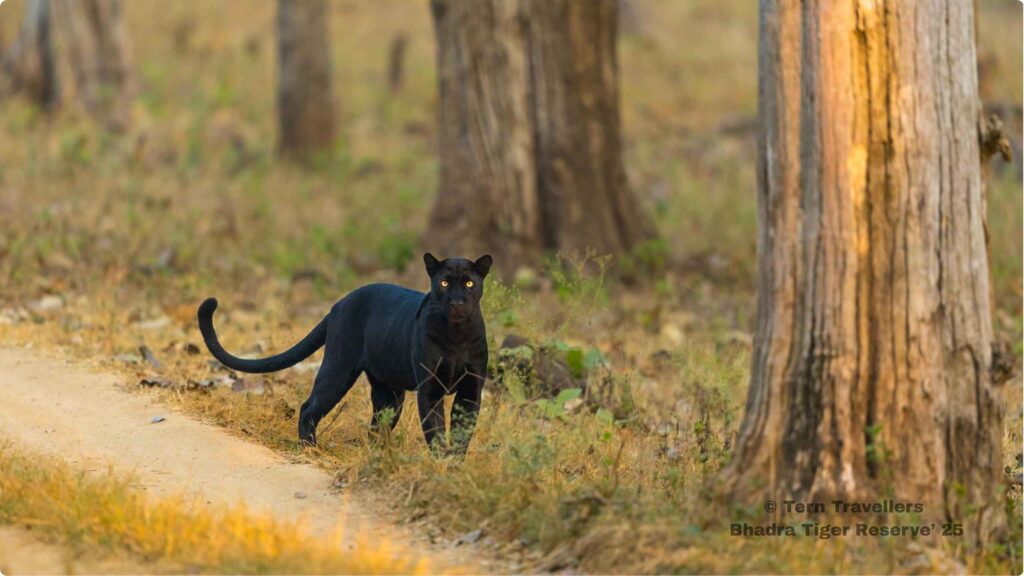 bhadra-black-leopard-safari-india-tern-travellers