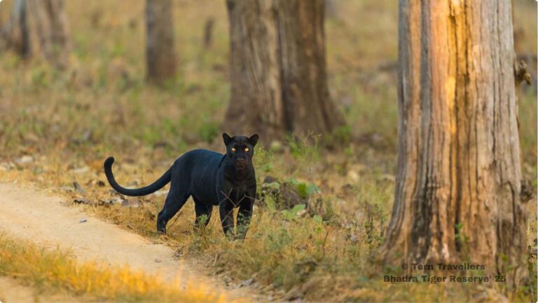 bhadra-black-leopard-safari-india-tern-travellers