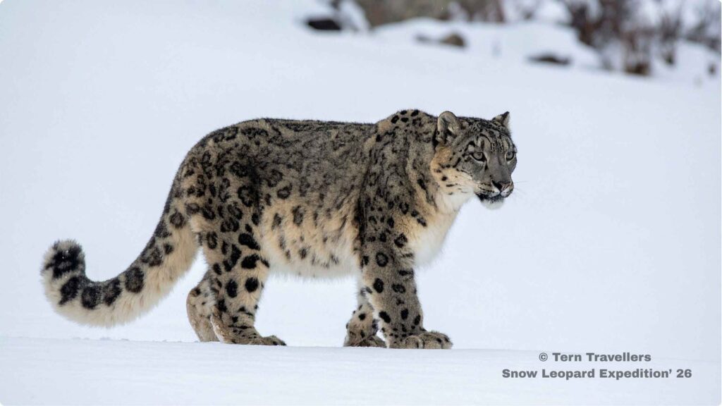 Snow-leopard-walking-through-a-snowy-landscape-Snow-Leopard-Expedition