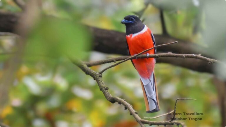 south-india-birding-tour-tern-travellers