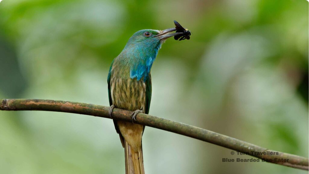 Blue-Bearded-Bee-Eater-eating-bee-perched-on-a-tree-branch-eaglenest-wildlife-sanctuary-birding-trip