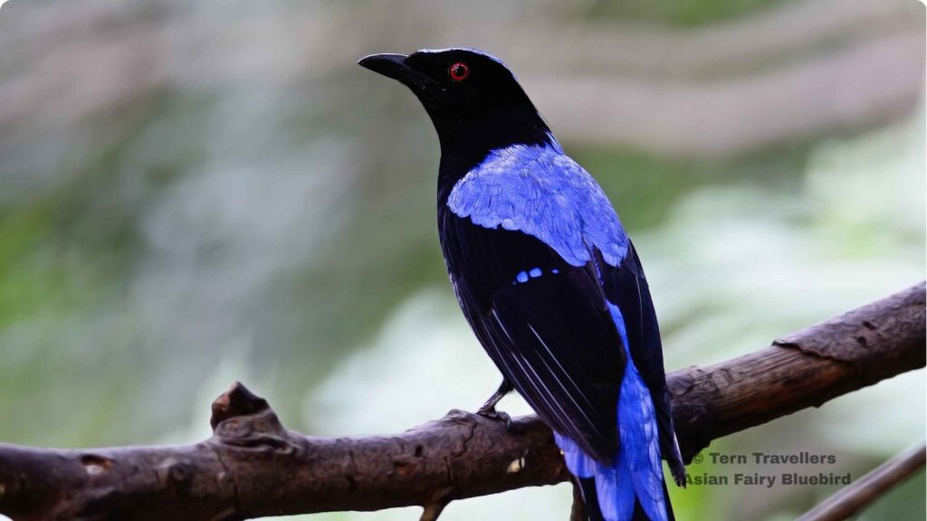 Asian-Fairy-Bluebird-perched-on-a-tree-branch-nagarhole-birding-expedition-tern-travellers
