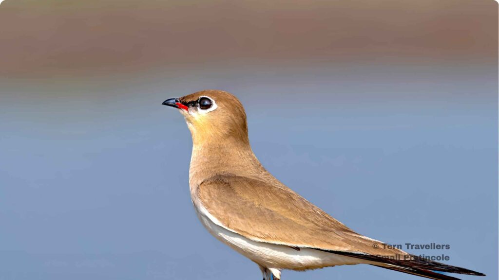 A-Close-Up-Shot-of-Small-Pratincole-bhadra-black-leopard-safari-india