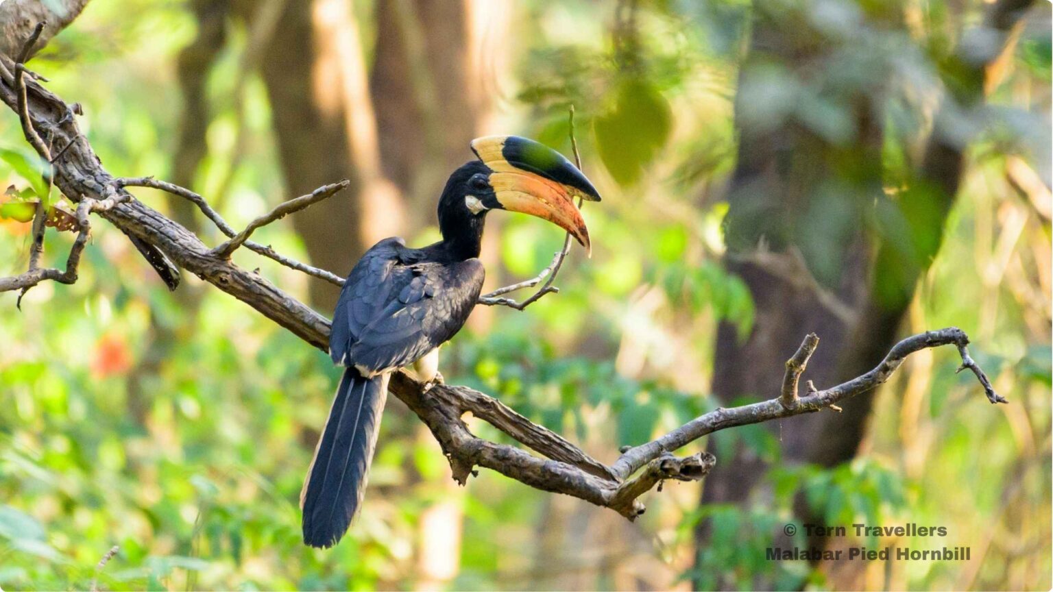 Malabar-Pied-Hornbill-perched-on-a-tree-branch-nagarhole-birding-expedition-tern-travellers