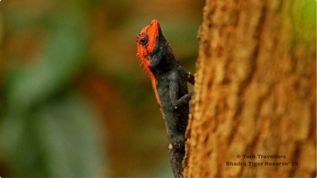 Roux's-Forest-Lizard-on-a-tree-trunk-bhadra-black-leopard-safari-india