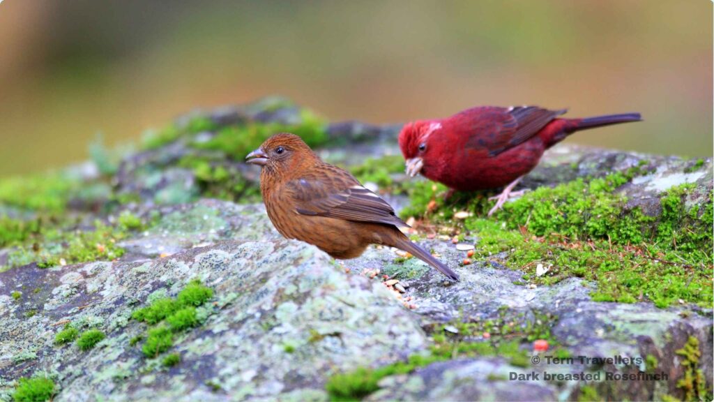 Dark-Breasted-Rosefinch-male-and-female-foraging-on-a-moss-covered-rock-eaglenest-wildlife-sanctuary-birding-trip
