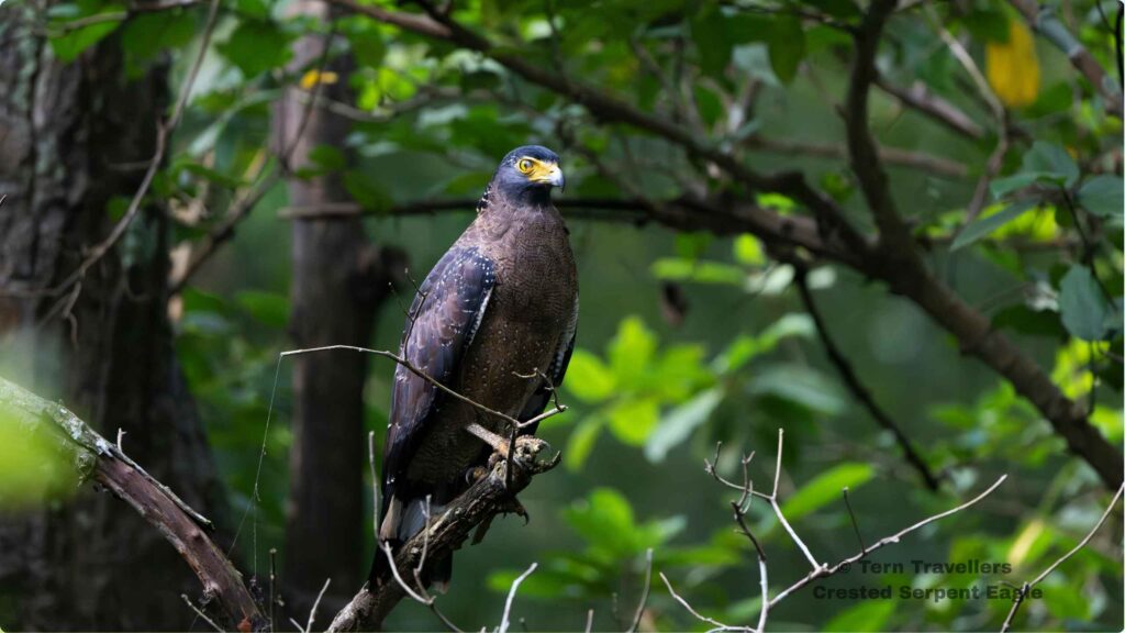 Crested-Serpent-Eagle-perched-on-a-tree-branch-nagarhole-birding-expedition-tern-travellers