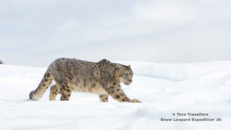 Snow-leopard-walking-through-a-snowy-landscape-2