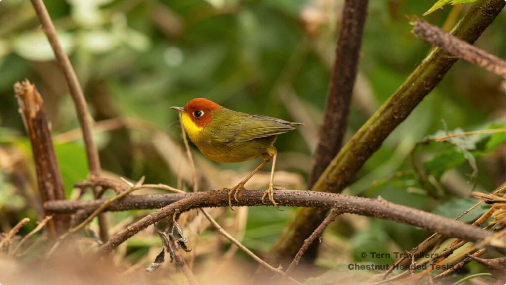 Chestnut-Headed-Tesia-perched-on-a-tree-branch-eaglenest-wildlife-sanctuary-birding-trip