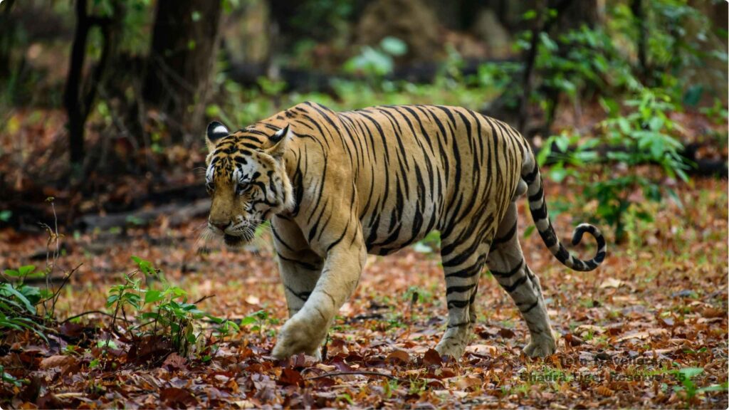 Bengal-Tiger-walking-in-dense-forest-bhadra-black-leopard-safari-india