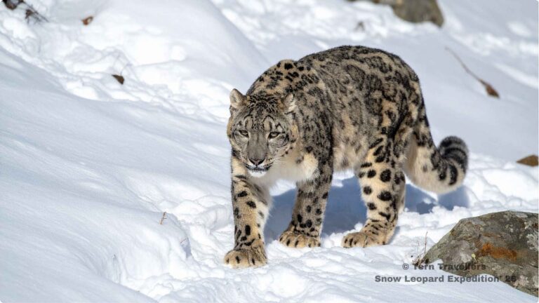 Snow-leopard-walking-through-a-snowy-landscape-3