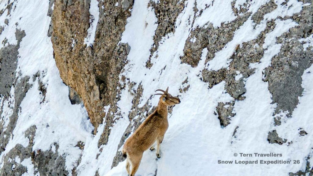 Alpine-ibex-climbing-a-snowy-mountain-Snow-Leopard-Expedition