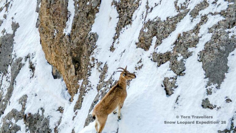 Alpine-ibex-climbing-a-snowy-mountain