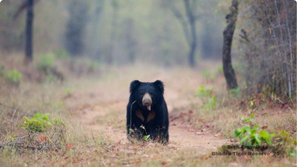 Sloth-bear-walking-along-a-forest-trail-in-wild-bhadra-black-leopard-safari-india